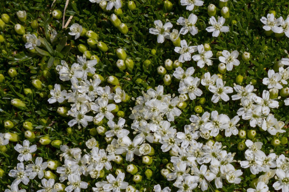 Silene acauli (forma albiflora)