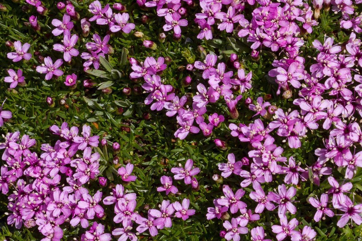 Silene acauli (forma albiflora)