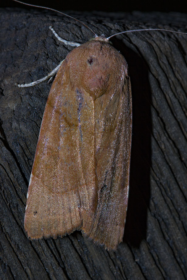 Falena da identificare