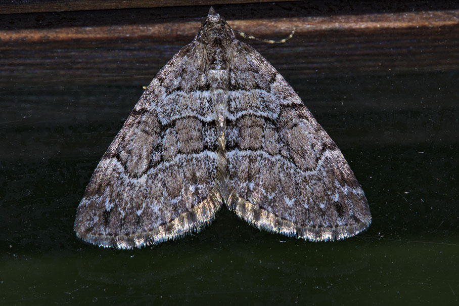 Geometride da identificare - Thera cognata, Geometridae