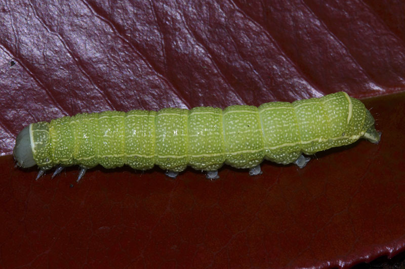 Bruco da identificare - Orthosia (Monima) cerasi, Noctuidae