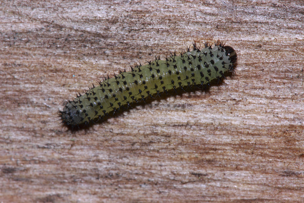 Larva di Tenthredinidae: Periclista sp.