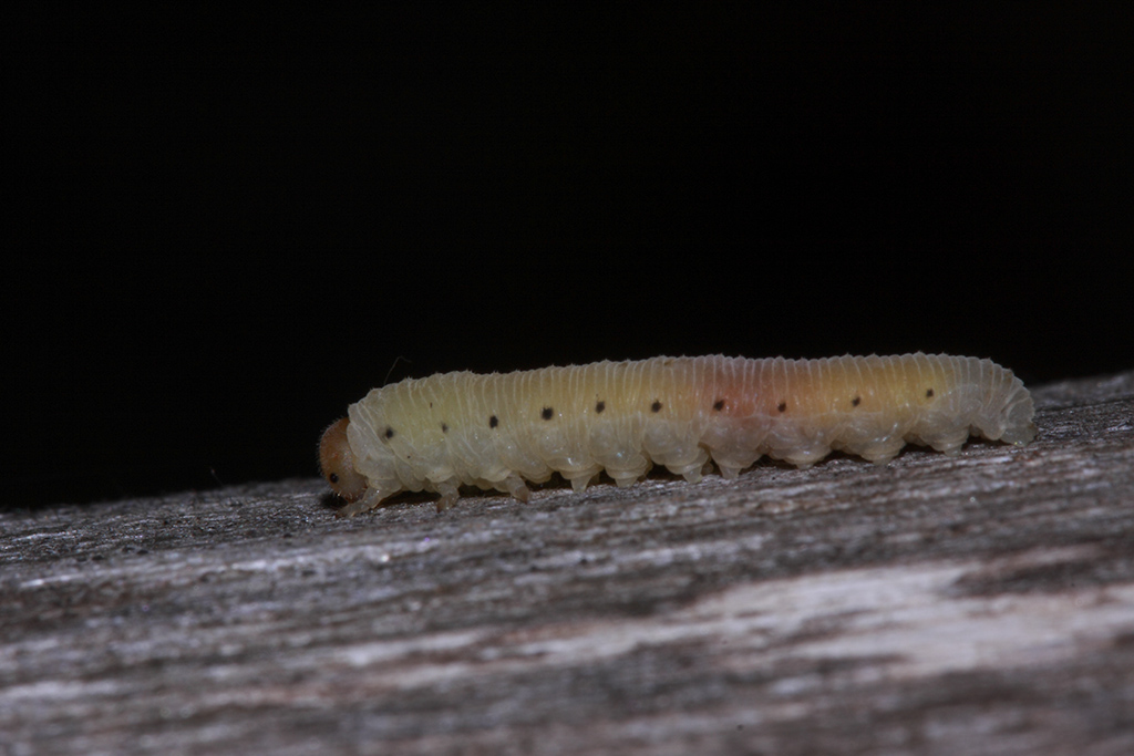 Larva da identificare 2