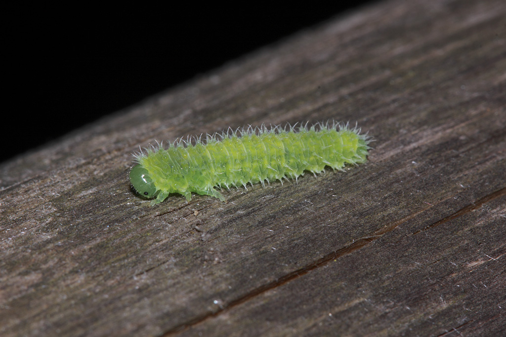 Larva da identificare 3