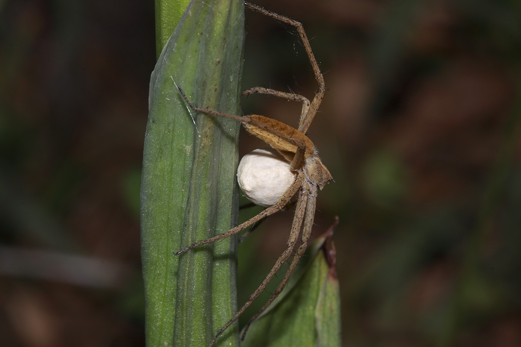 Araneidae con sacco ovigero ? No, Pisauridae: Pisaura sp. - Martina Franca (TA)