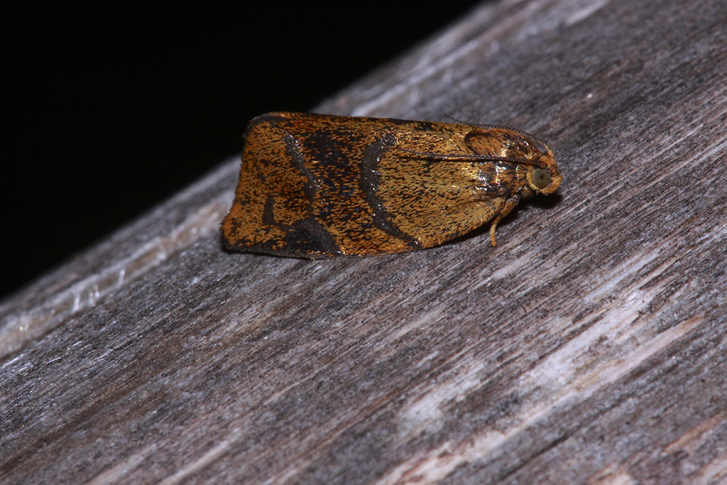 Falena da Identificare - Ptycholoma lecheana, Tortricidae