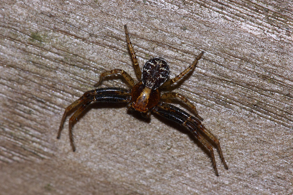 Xysticus sp., maschio - Martina Franca (TA)