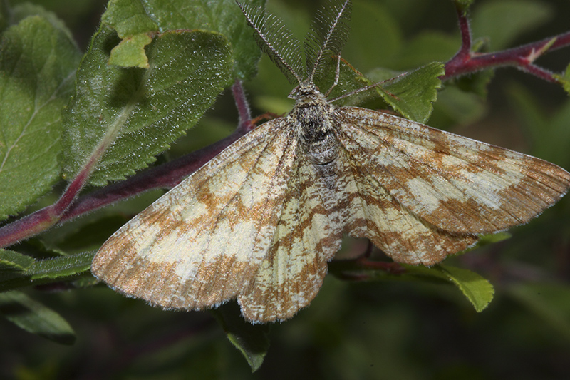 Falena da identificare