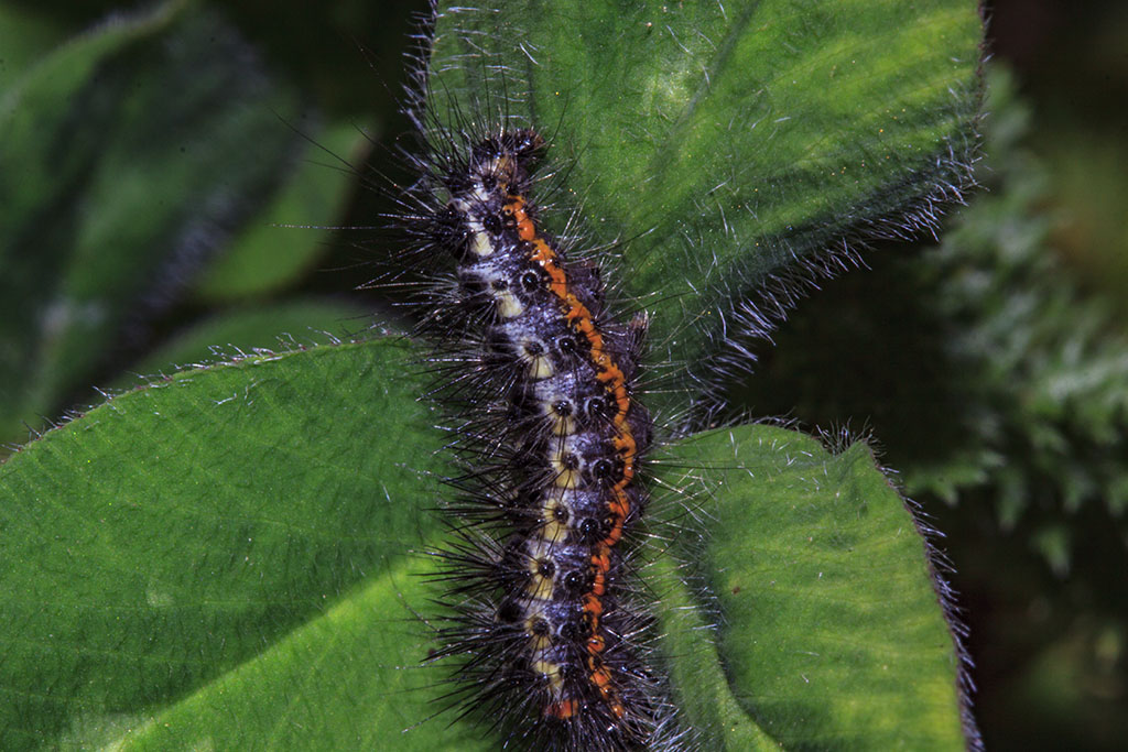 Larva da ID