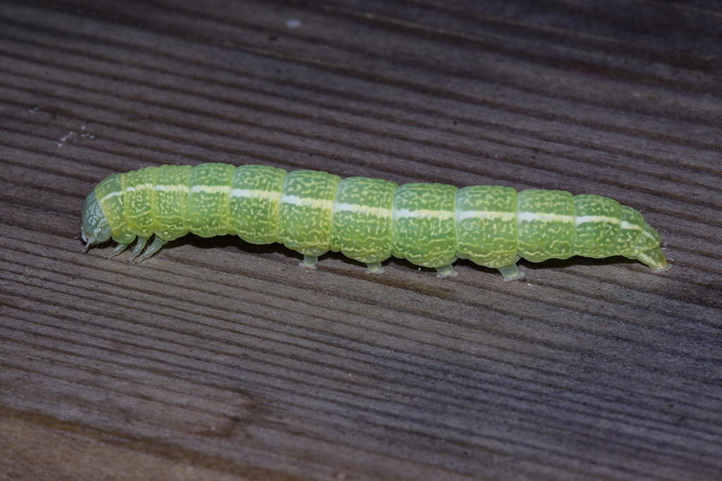 Larva da ID 2