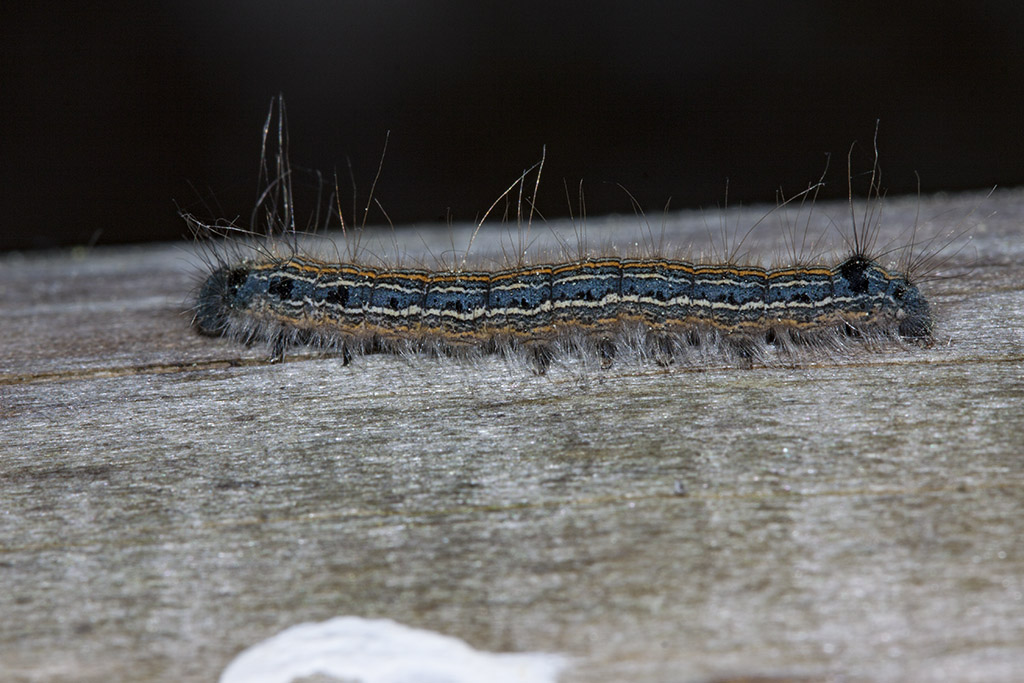 Larva da ID 3