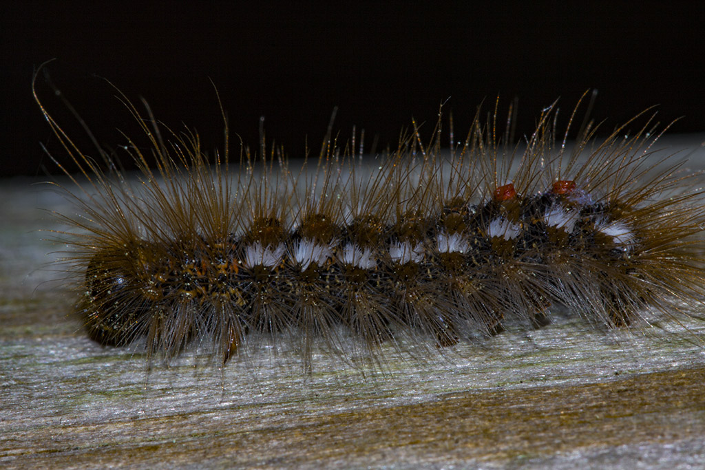 Larva da ID 4