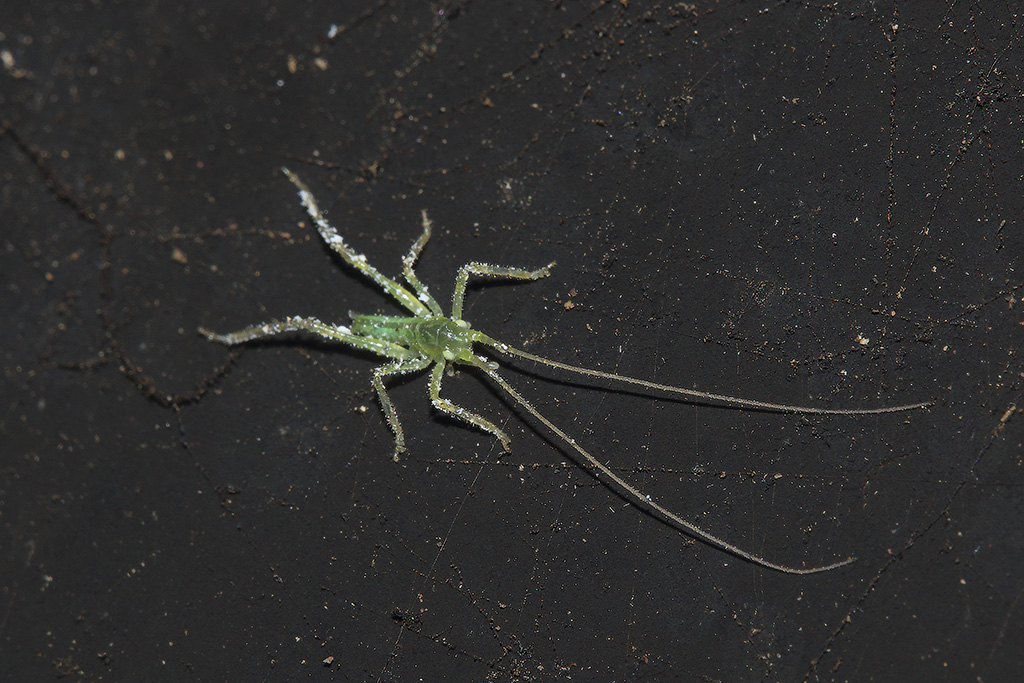 Neanide di Tettigoniidae: cfr. Tettigonia sp.