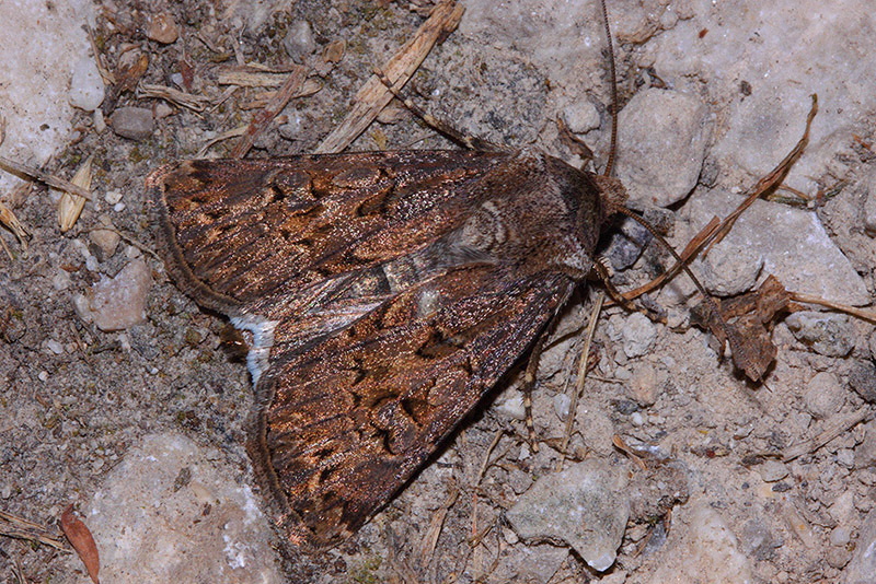 Falena da identificare - Polyploca ridens? No, Thalpophila matura, Noctuidae