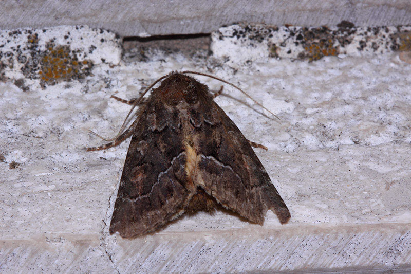 Falena da identificare - Thalpophila matura? S