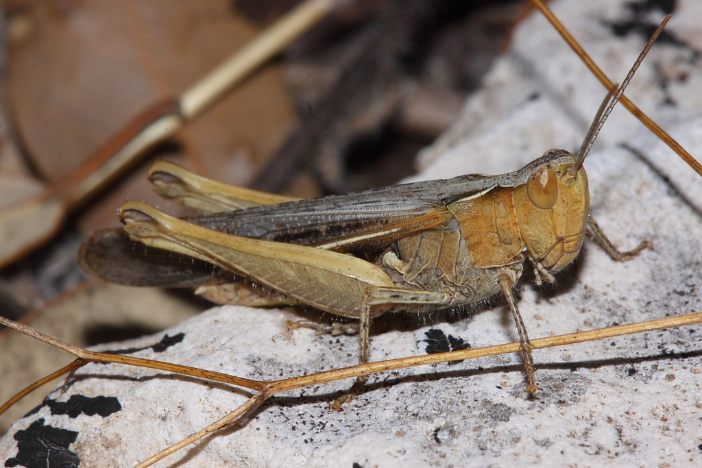 Chortippus Omocestus o altro ?