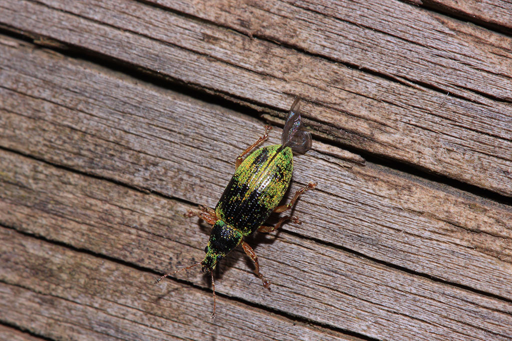 Da identificare: Curculionidae (un po'' pelato)