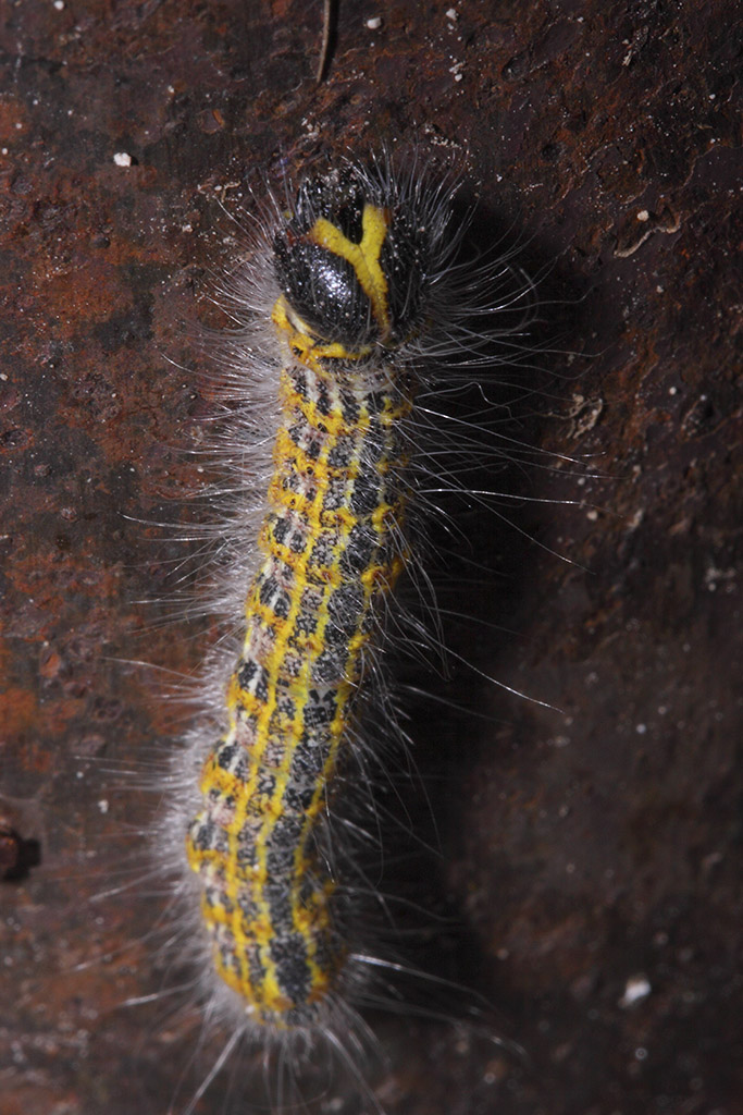 Larva di Lymantria? No, Phalera bucephala