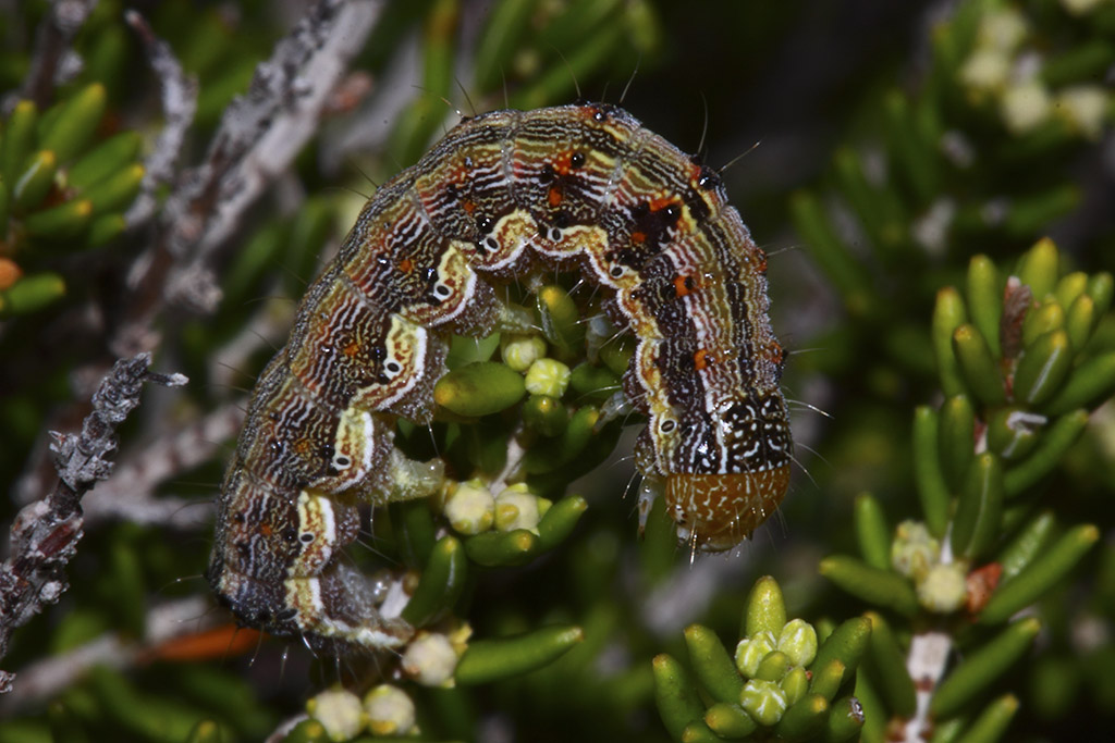 Quale larva ? Helicoverpa armigera