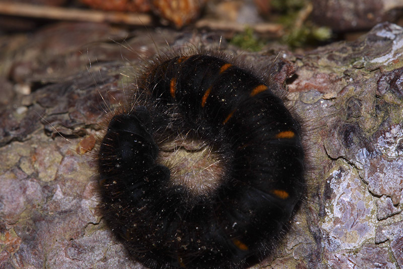 Larva da identificare - Macrothylacia rubi