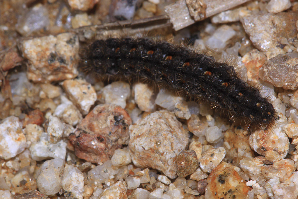 Larva da identificare - Eilema complana