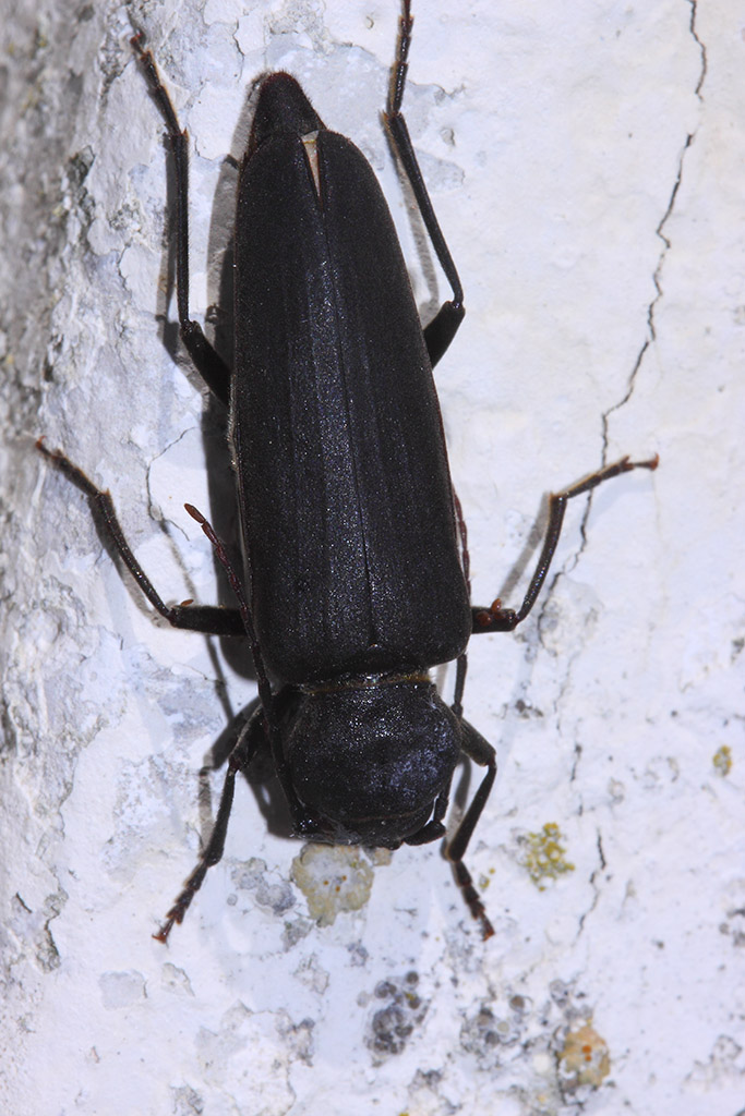 Tenebrionide? No, Arhopalus sp., Cerambycidae