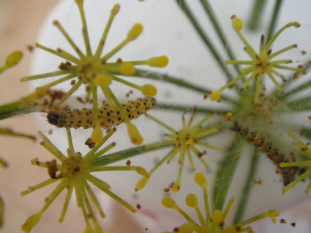 bruco giallo puntini neri - Sitochroa palealis, Crambidae