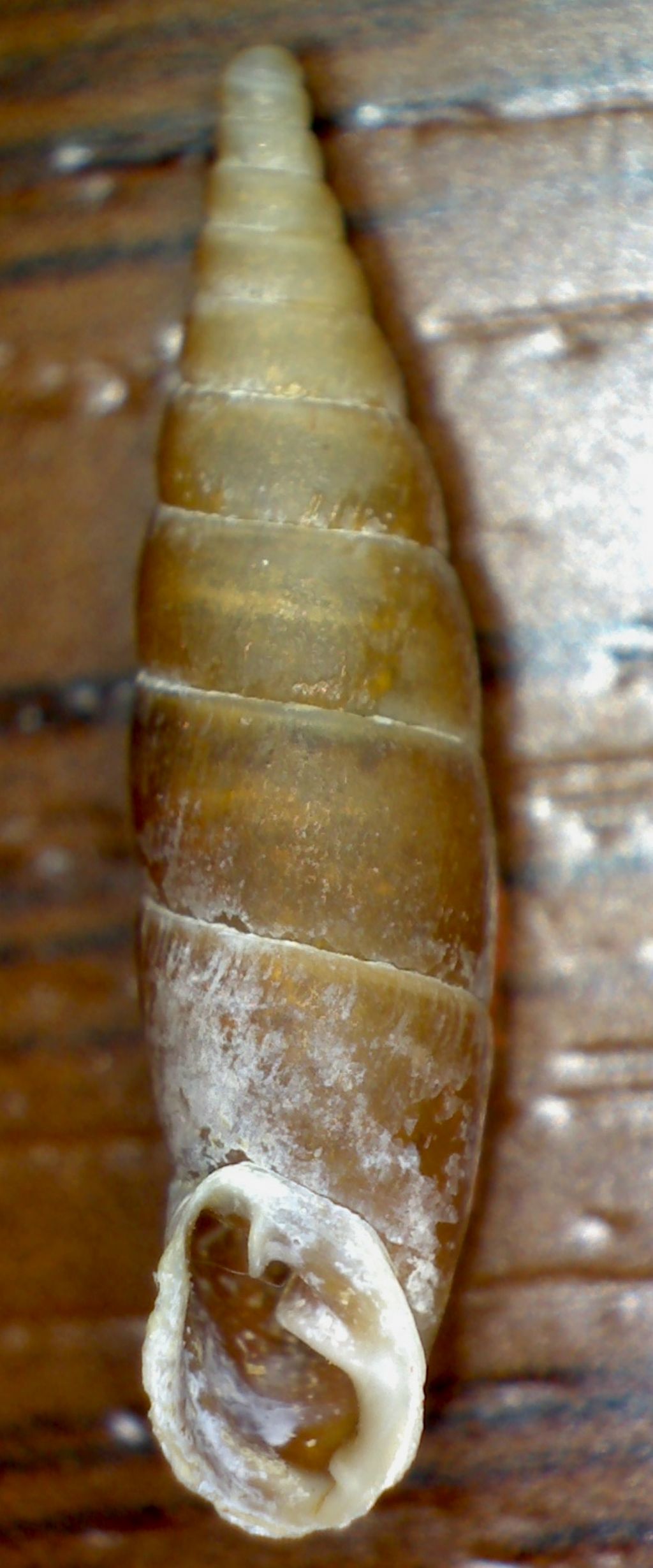 Clausiliidae