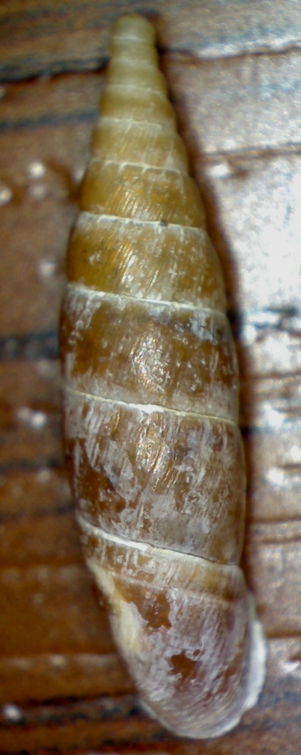 Clausiliidae