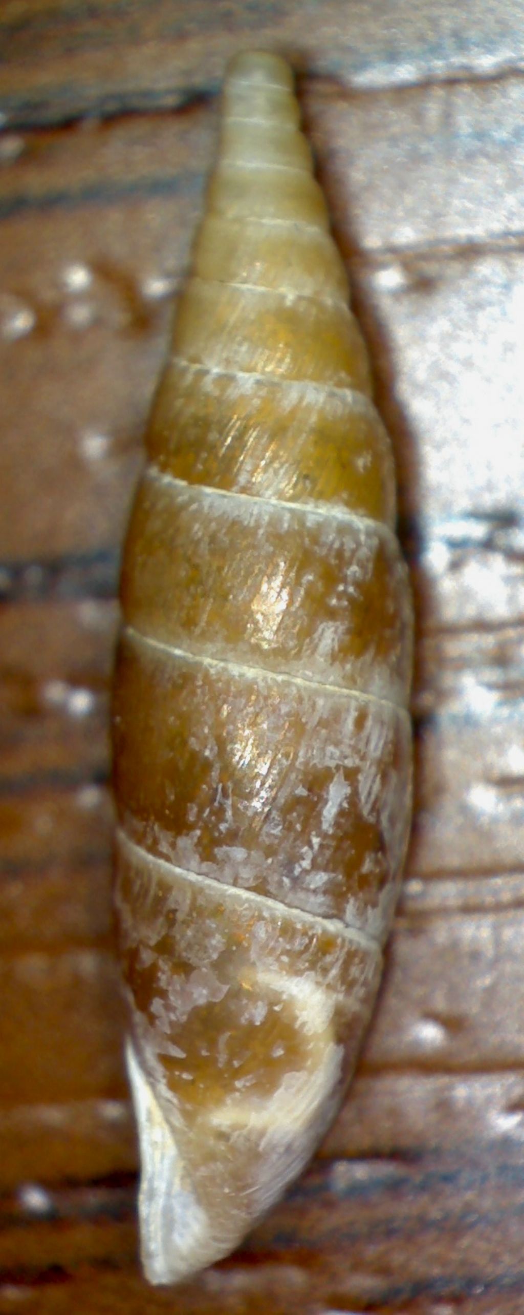 Clausiliidae