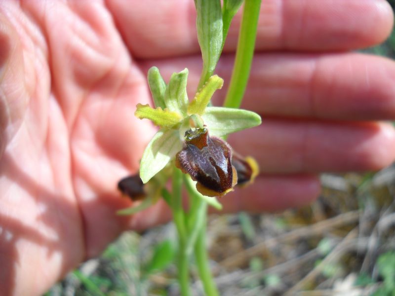 Alcune ophrys