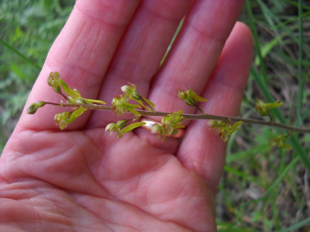 Listeria ovata?