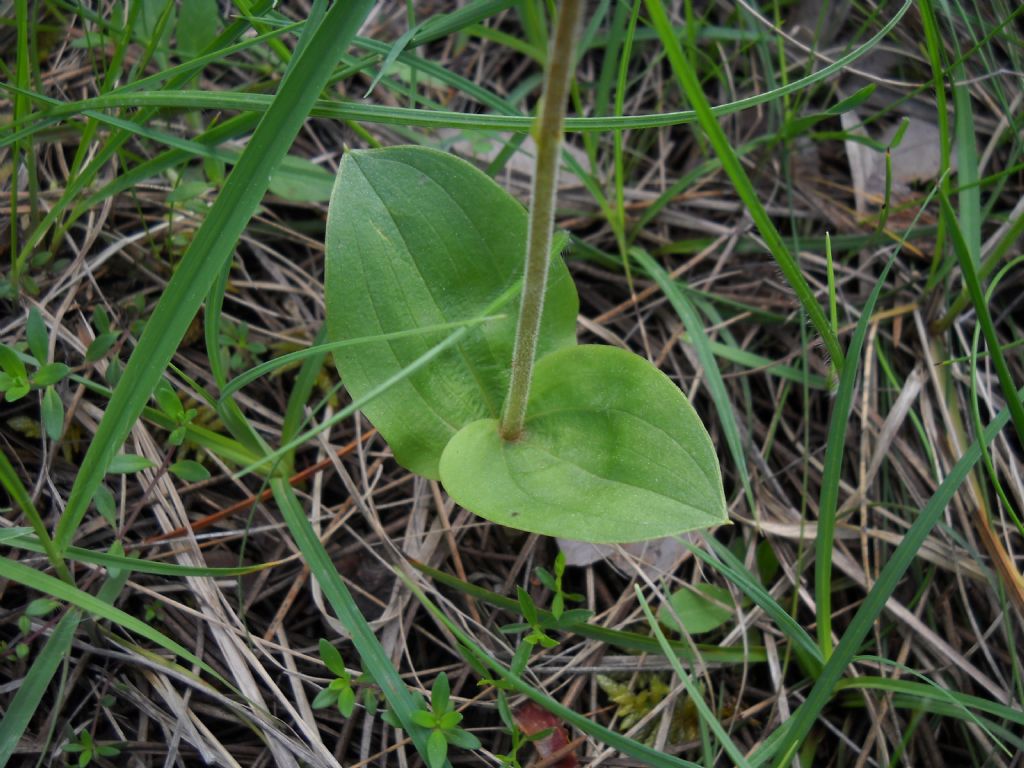 Listeria ovata?