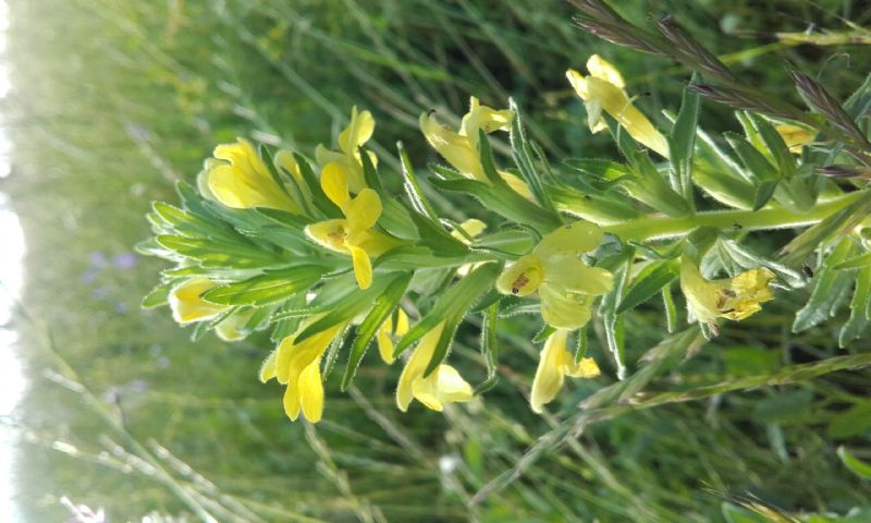 Parentucellia viscosa (Orobanchaceae)