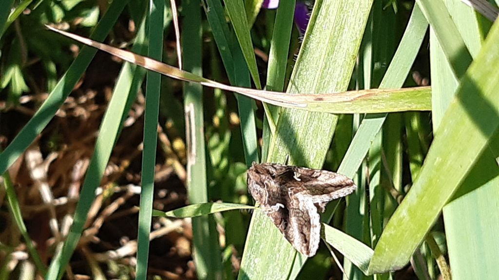 Autographa gamma - Noctuidae