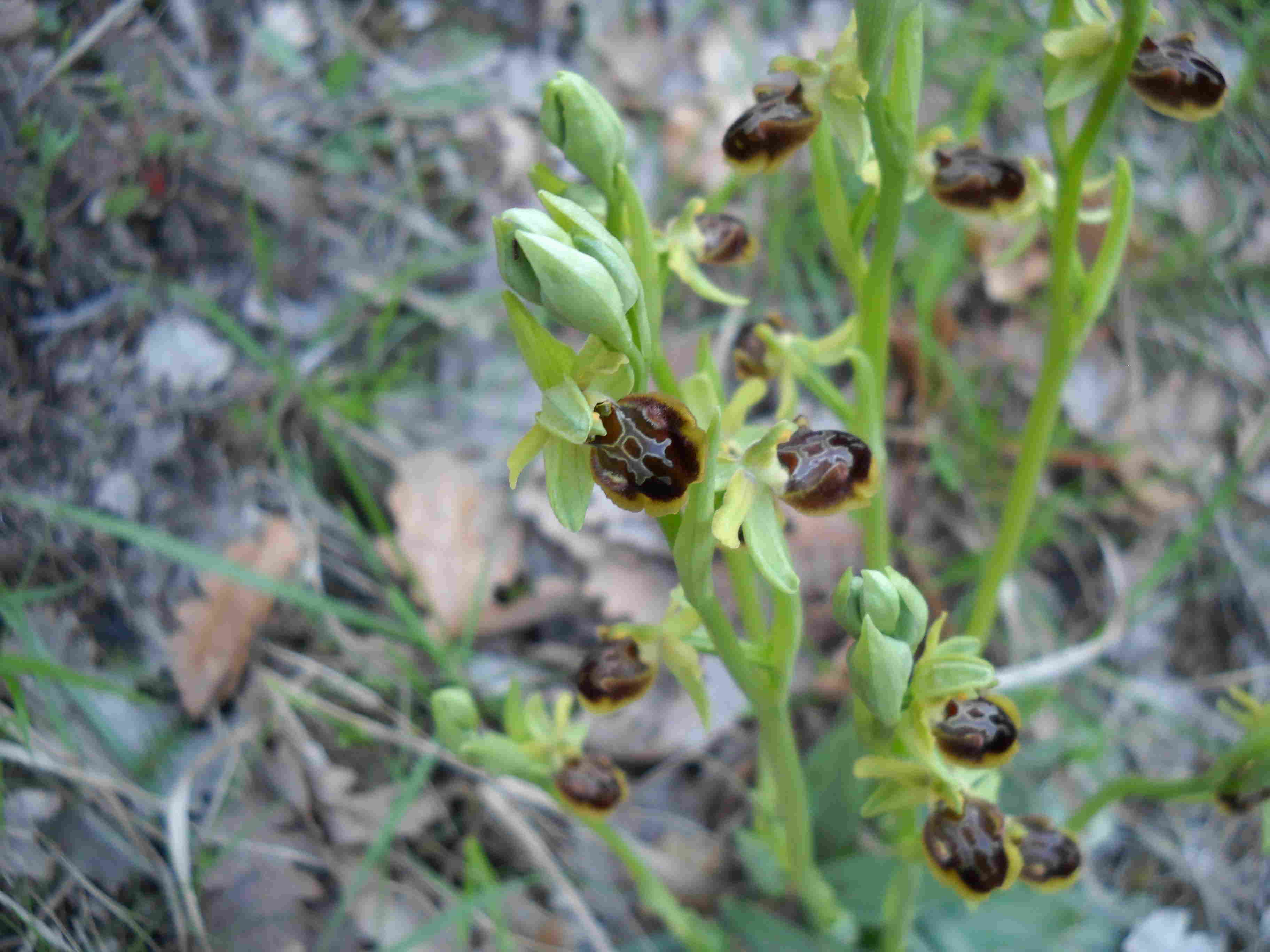 Alcune ophrys