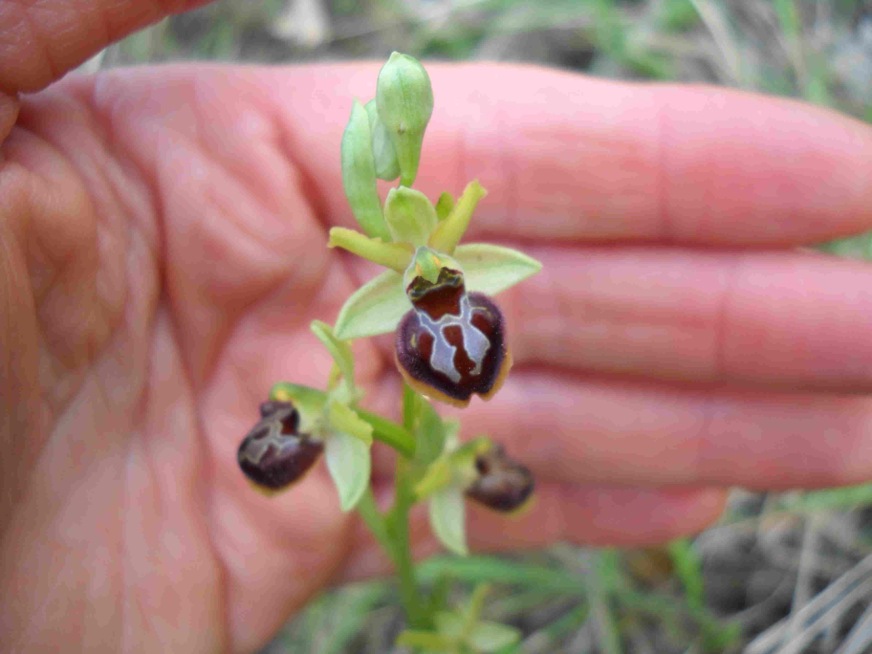 Alcune ophrys