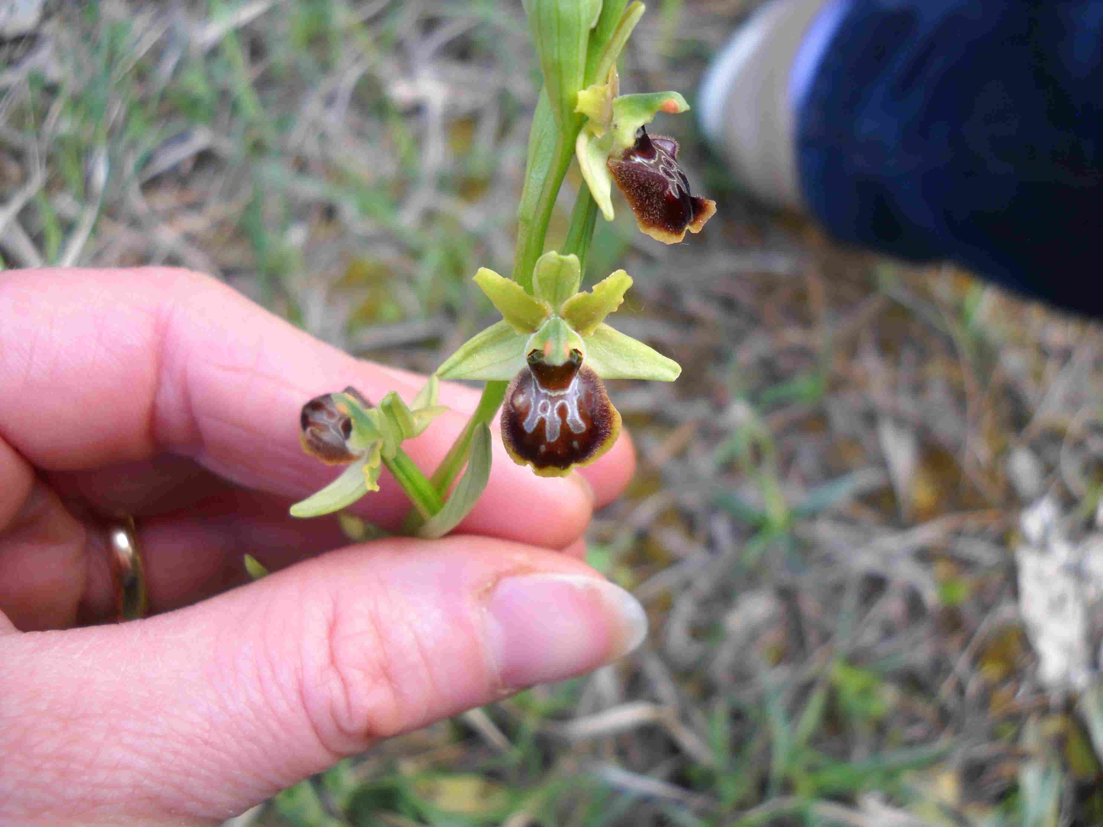 lusus di Ophrys sphegodes?