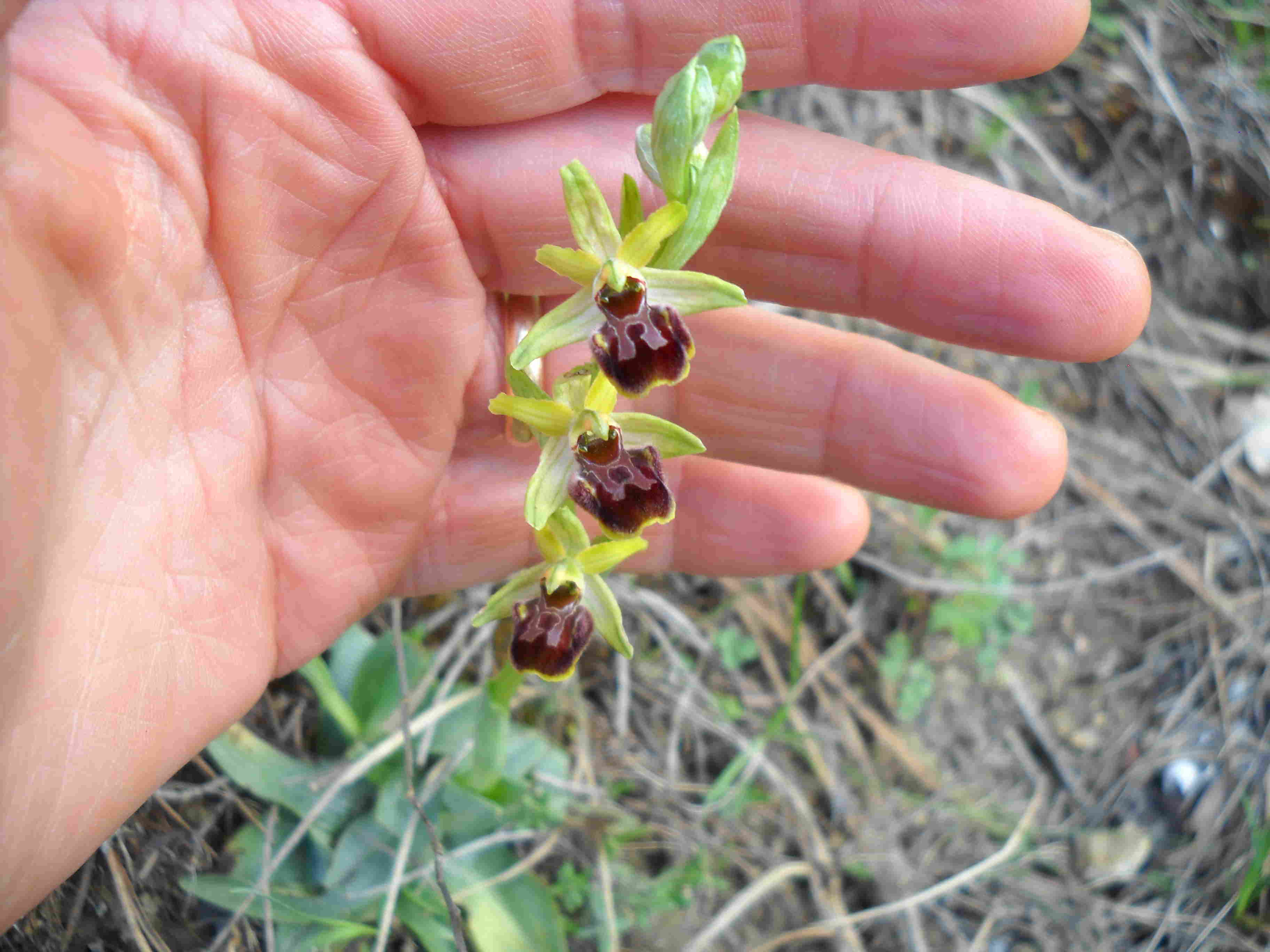 altre ophrys