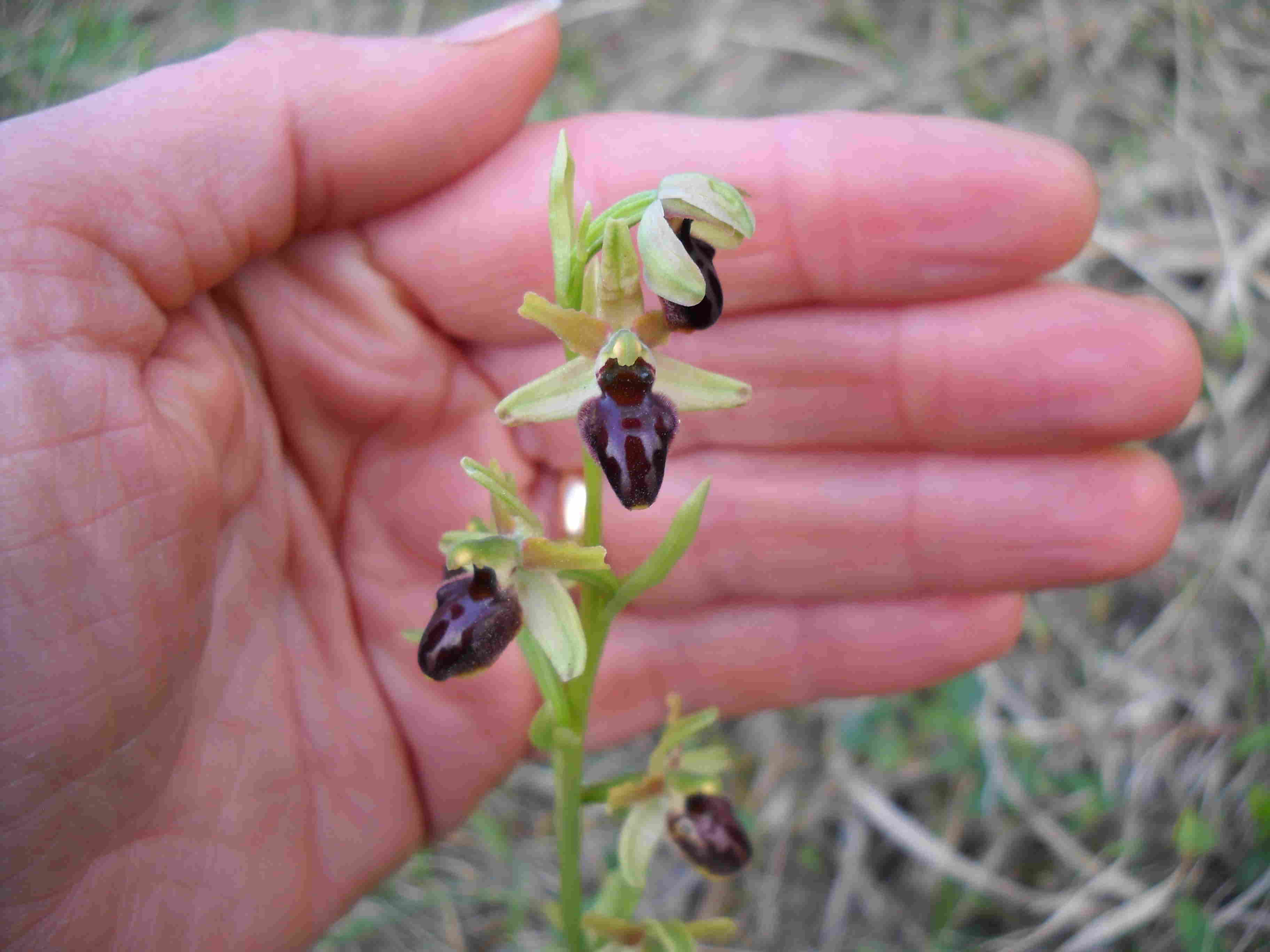 altre ophrys