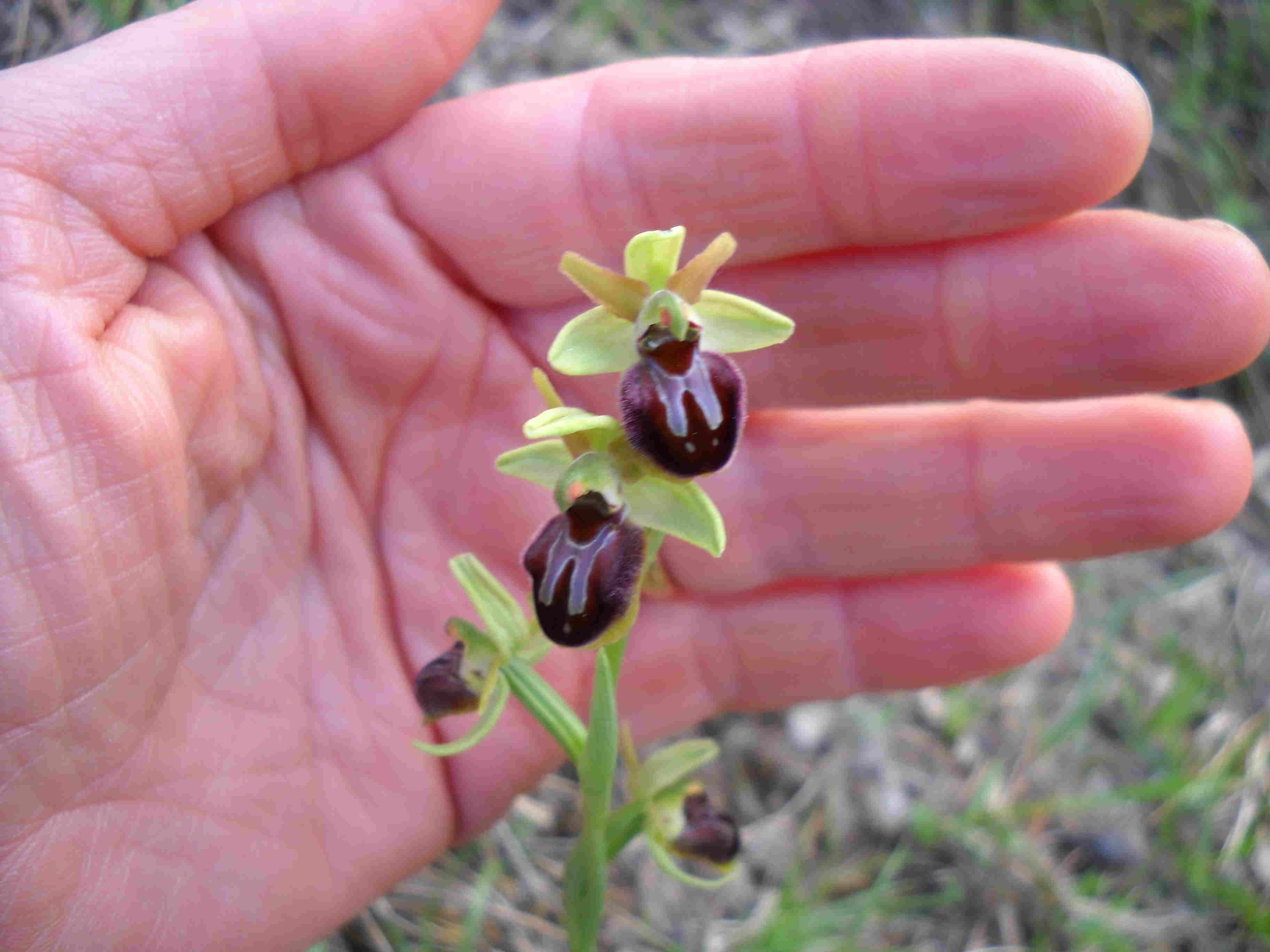 altre ophrys