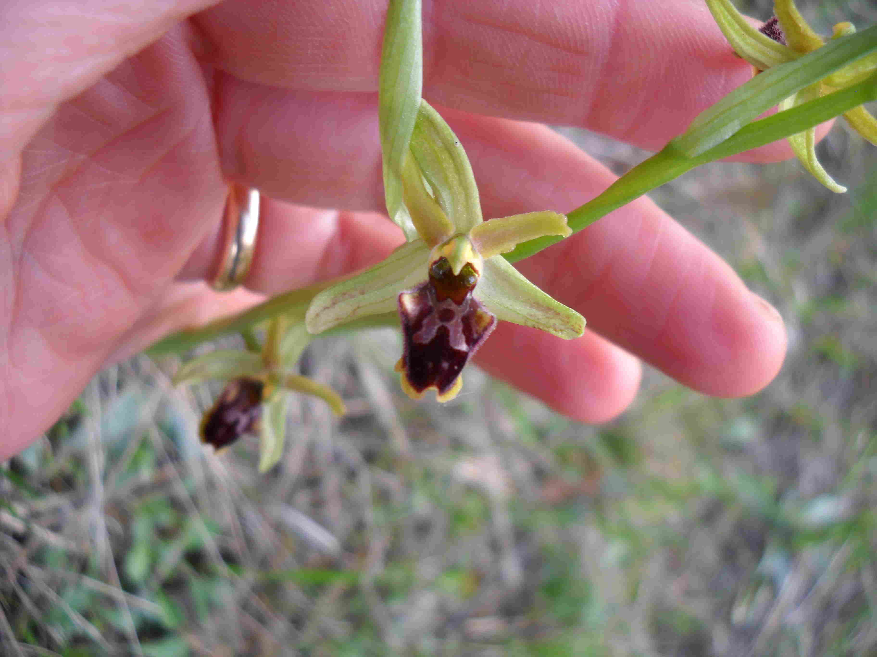 altre ophrys