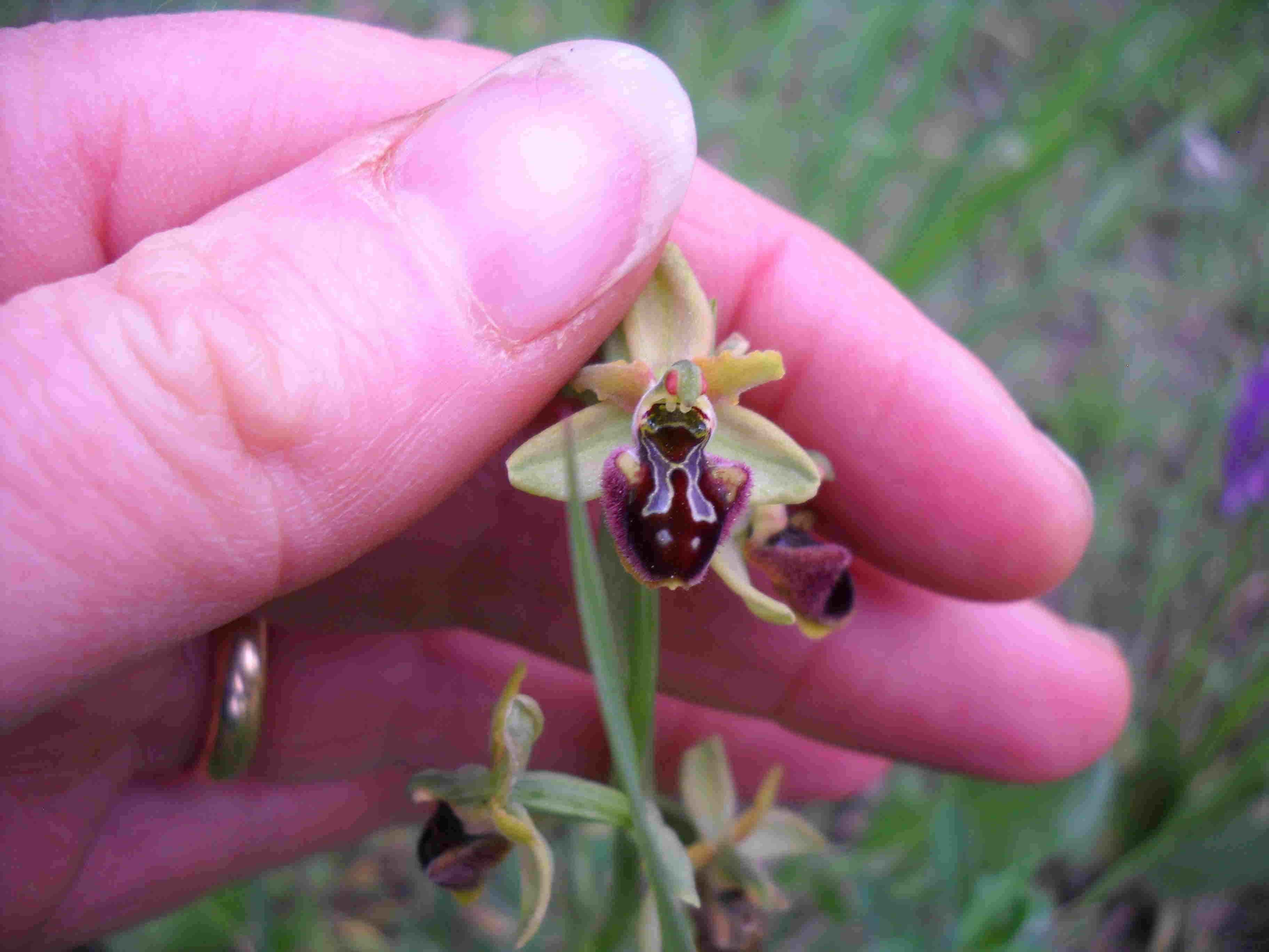 altra ophrys