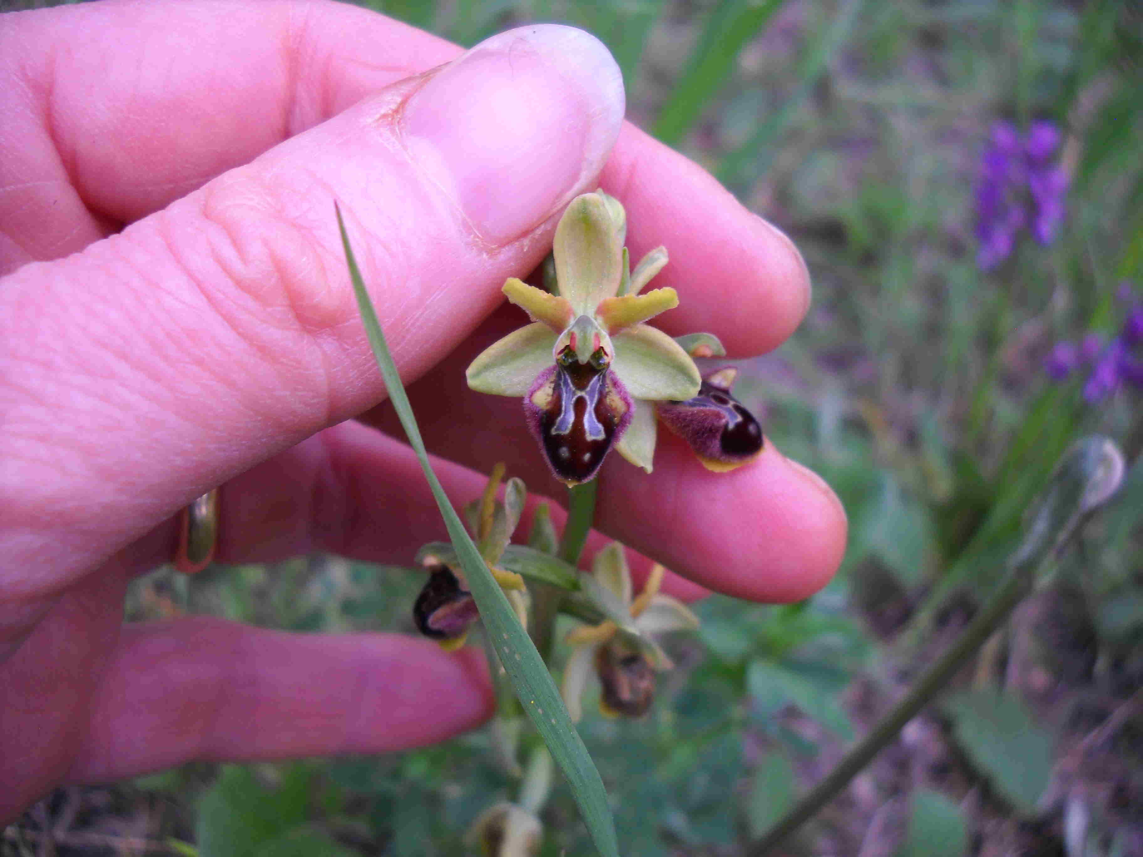 altra ophrys