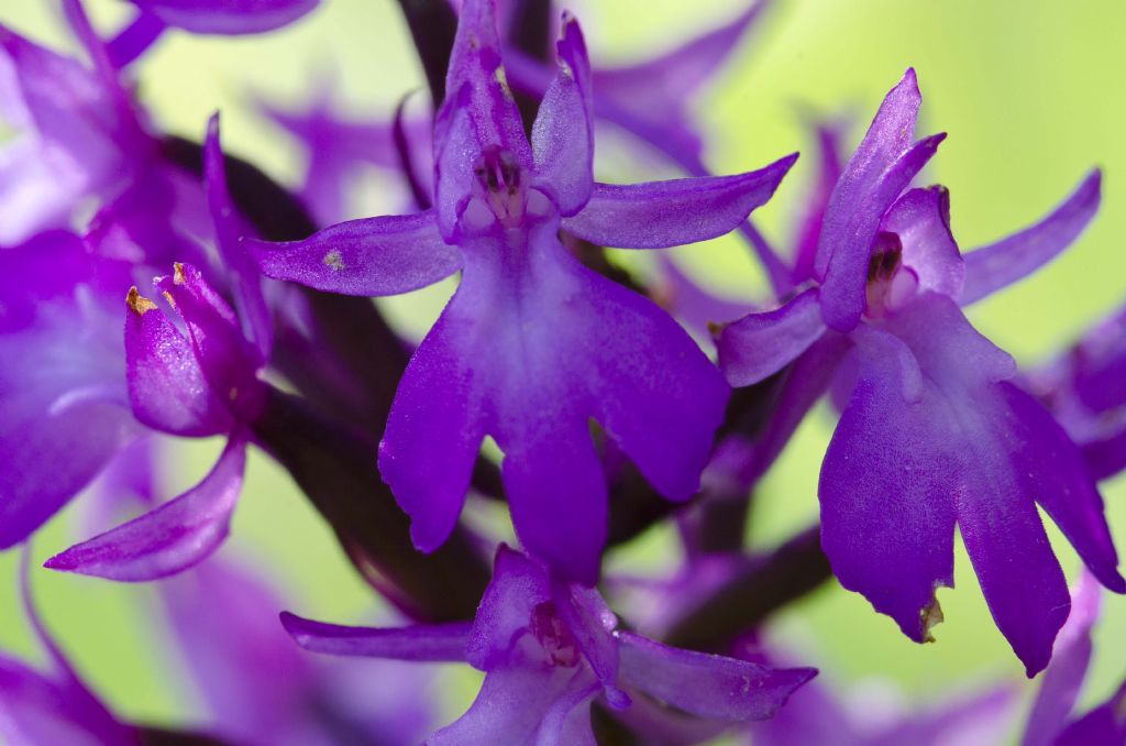 Anacamptis pyramidalis