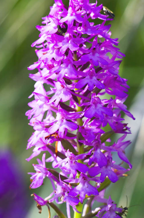 Anacamptis pyramidalis