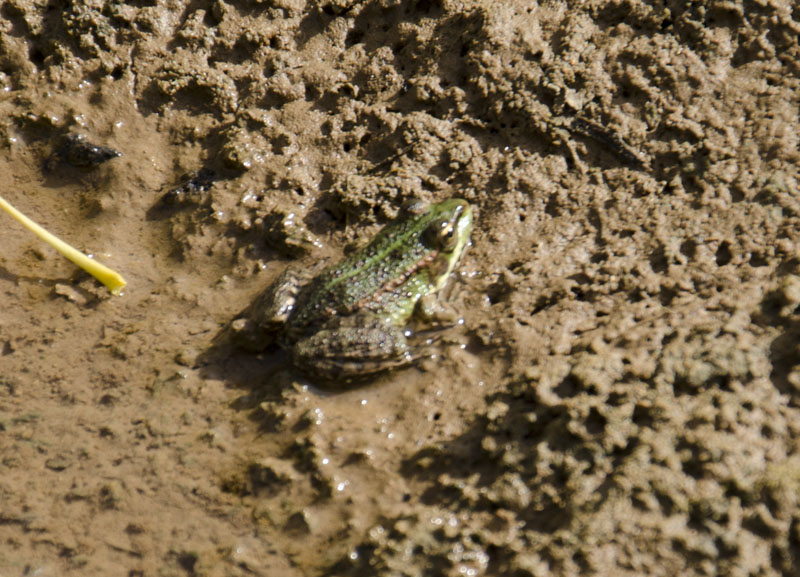 Marocco: ID rana verde - Pelophylax saharicus