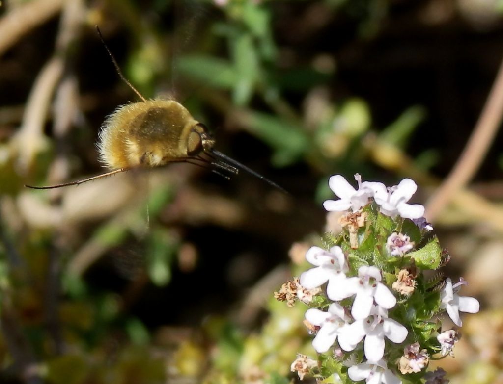 Bombyliidae: Systoechus o  Bombylius?