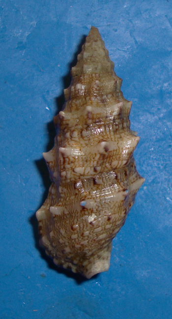 Cerithium vulgatum