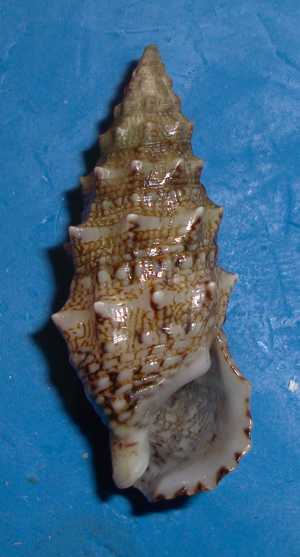 Cerithium vulgatum